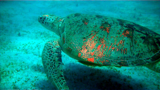 Green Sea Turtle in Perhentian Islands. Credit: trackingtreasure.net 